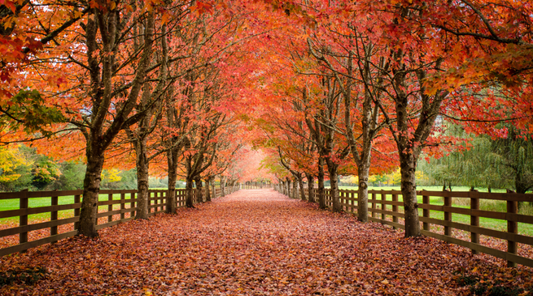 Back to Routine: Why Fall Is the Perfect Time to Build a Car Care Habit