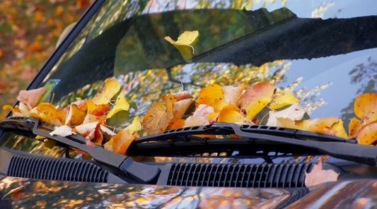 Fall Foliage Is Beautiful — Until It Lands on Your Car